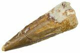 Juvenile Fossil Spinosaurus Tooth - Real Dinosaur Tooth #345874-1